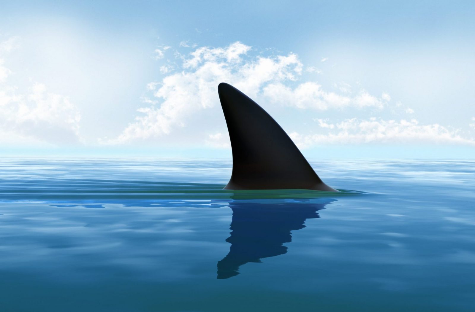 You Can Be the Shark in the Franchising Tank